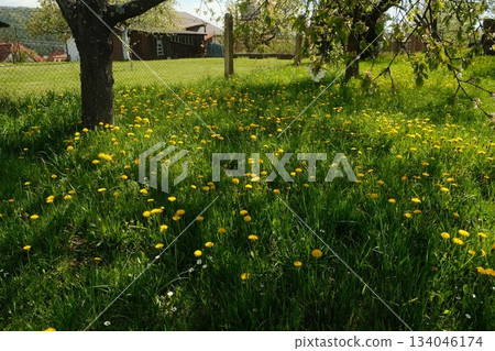 Golden Meadow Blooms Beside Rural Fencing Golden Meadow Blooms Beside Rural Fencing 134046174