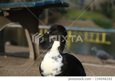 Elegant Male Mallard Duck Close Up Portrait Elegant Male Mallard Duck Close Up Portrait 134046282