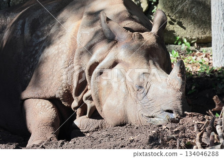 Indian Ring Indian Ring 134046288