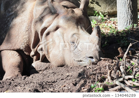 印度戒指 134046289