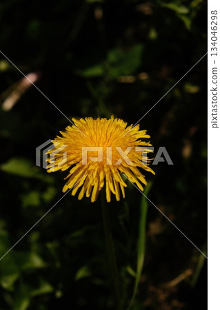 Golden Dandelion Bloom in Lush Greenery Golden Dandelion Bloom in Lush Greenery 134046298