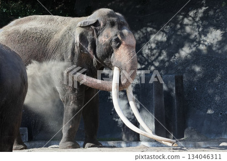 Indian elephant 134046311