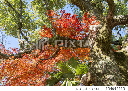 京都府京都市蓮華院(三十三間堂)庭園的深秋景色 京都府京都市蓮華院(三十三間堂)庭園的深秋景色 134046313