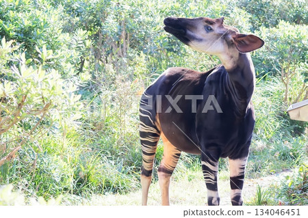 Okapi Okapi 134046451