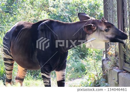 Okapi Okapi 134046461