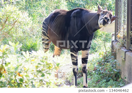 Okapi Okapi 134046462