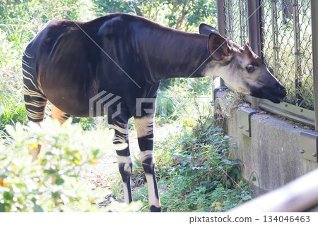 Okapi Okapi 134046463