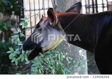 Okapi 134046464