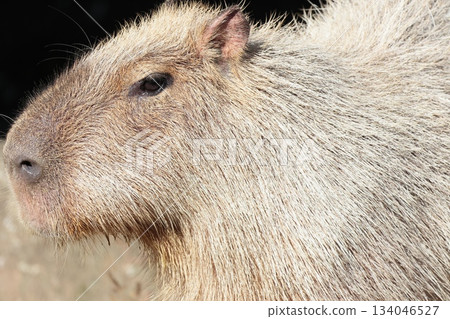 Capybara 134046527