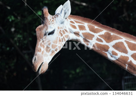 Giraffe Giraffe 134046631