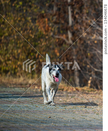 A dog is walking on a road with a tongue sticking out 134046678