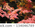 Yabakei Eight Views at a Glance, Nakatsu City, Oita Prefecture 134046789