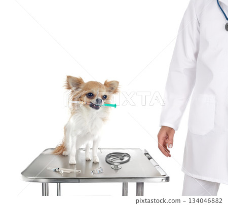 chihuahua and syringe 134046882
