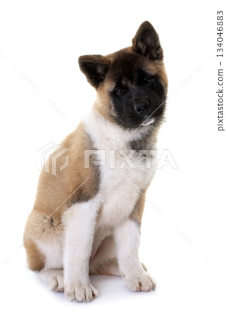 amerikan akita in studio 134046883