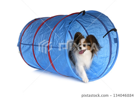 training of agility training of agility 134046884