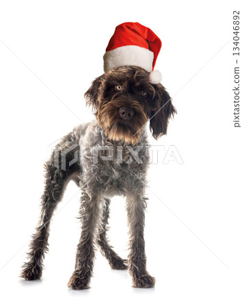 Wirehaired Pointing Griffon Wirehaired Pointing Griffon 134046892