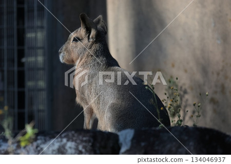 馬拉 馬拉 134046937