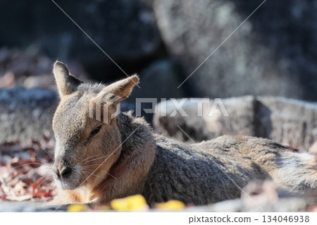 馬拉 馬拉 134046938