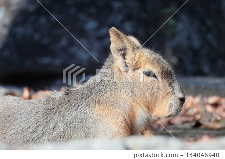 馬拉 馬拉 134046940