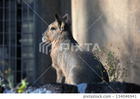 馬拉 馬拉 134046941