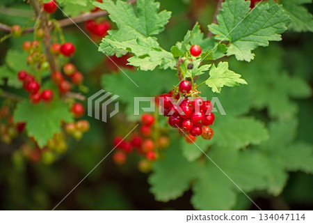 A cluster of red currant berries on a leafy green bush 134047114