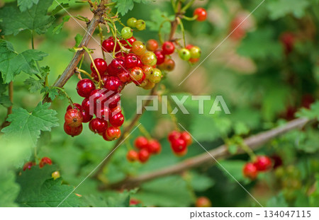 A bunch of red currant berries hanging from a tree 134047115