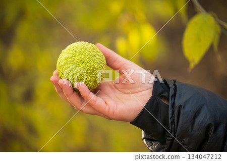 A person is holding a green Osage orange in their hand A person is holding a green Osage orange in their hand 134047212