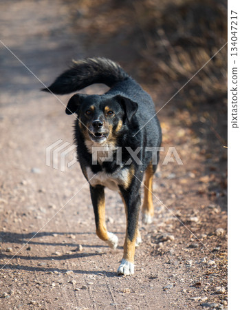 A black and brown dog is walking on a dirt road 134047217