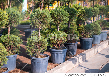 A row of potted plants with a sidewalk in the background A row of potted plants with a sidewalk in the background 134047242