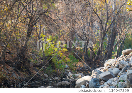 A forest with trees and rocks A forest with trees and rocks 134047299