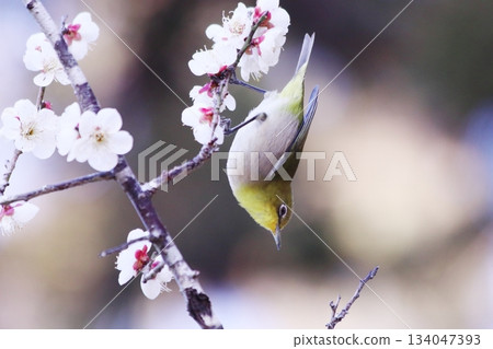 White-eye perching on a plum branch White-eye perching on a plum branch 134047393