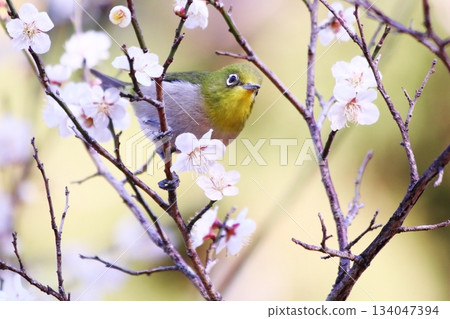 White-eye perching on a plum branch White-eye perching on a plum branch 134047394