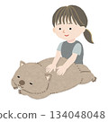 A wombat receiving a massage from a female masseuse 134048048