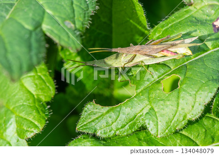 畫面中可以看到一隻背馱獸躺在一隻雌性蚱蜢的背上。 134048079