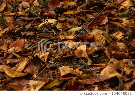 autumn fallen leaves landscape autumn fallen leaves landscape 134048081