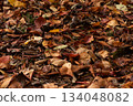 Carpet of fallen leaves 134048082