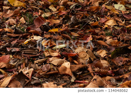 Carpet of fallen leaves Carpet of fallen leaves 134048082