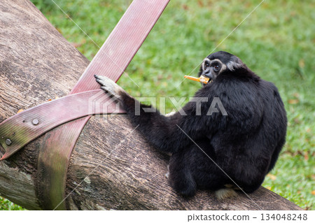 Black gibbon or Nomascus sitting on a tree trunk, holding onto a strap while eating. The primate looks back with an alert expression, surrounded by lush green grass 134048248