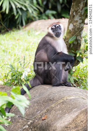 A colobus monkey sitting on a rock in a green forest environment. The primate has a distinctive black-and-white fur pattern and an alert expression. Vertical composition A colobus monkey sitting on a rock in a green forest environment. The primate has a distinctive black-and-white fur pattern and an alert expression. Vertical composition 134048251