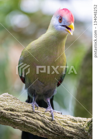 A red-crested turaco or Tauraco erythrolophus perched on a tree branch, showing its vibrant green plumage, red crest, and yellow beak. The bird is captured in a close-up with a blurred forest 134048252