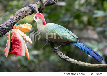 A red-crested turaco or Tauraco erythrolophus perched on a tree branch, feeding on fresh fruit. The bird's vibrant green plumage, red crest, and blue tail contrast with the natural jungle background A red-crested turaco or Tauraco erythrolophus perched on a tree branch, feeding on fresh fruit. The bird's vibrant green plumage, red crest, and blue tail contrast with the natural jungle background 134048253