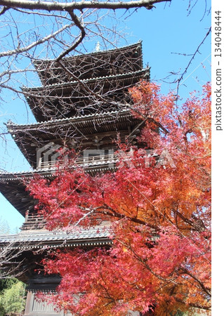 2025年12月初冬_岡山縣總社市[備中國分寺]_OSCKOBU_021 134048444