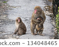 Monkey Family 1 134048465