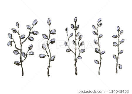 Easter spring vector illustration with sprigs of willow. Template hand drawn design for banner, poster, card, paper. Holiday print. Branch with pussy willow buds 134048493