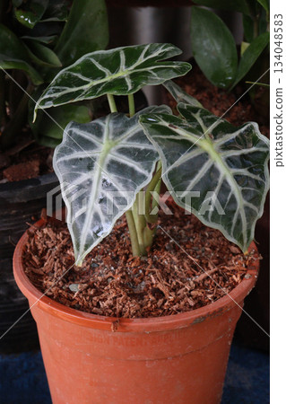 Alocasia Bambino plant on nursery 134048583