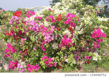 Bougainvillea flower plant on farm 134048752