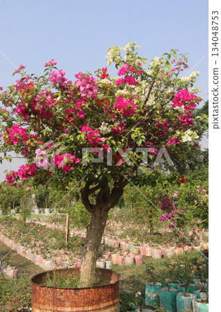 Bougainvillea flower plant on farm 134048753