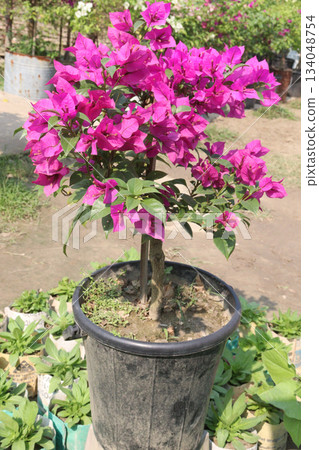 Bougainvillea flower plant on farm Bougainvillea flower plant on farm 134048754