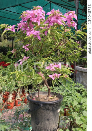 Bougainvillea flower plant on farm Bougainvillea flower plant on farm 134048758