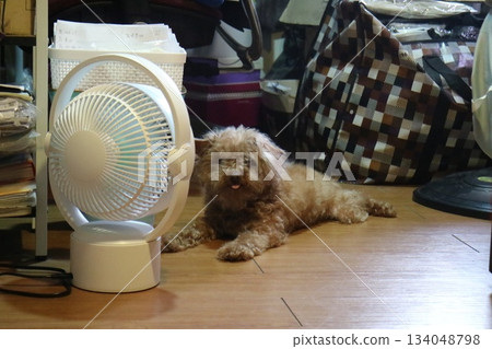 貴賓犬用電風扇降溫 134048798